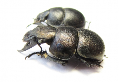 Lethrus banghaasi, pair  Tajikistan - INSECTS-STORE.RU