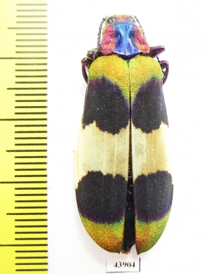 Chrysochroa corbetti, female  Thailand - INSECTS-STORE.RU