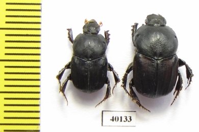 Onitis ezechias, pair  Jordan - INSECTS-STORE.RU