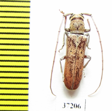 Prosopocera sp.  South Africa Rep. - INSECTS-STORE.RU