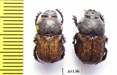 Cheironitis irroratus, pair  Italy, Sardinia - INSECTS-STORE.RU