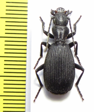 Triaenogenius sp.  Namibia - INSECTS-STORE.RU