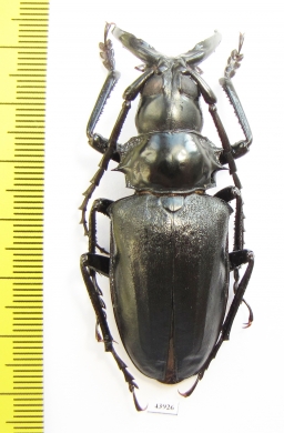 Dorysthenes walkeri  Thailand - INSECTS-STORE.RU