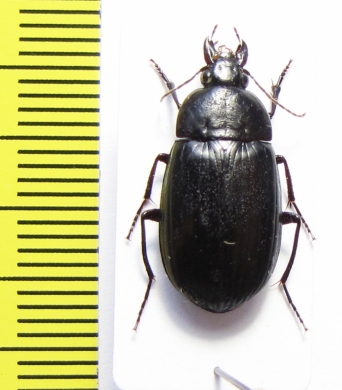 Brachyodes sp.  Namibia - INSECTS-STORE.RU