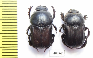 Cheironitis furcifer, pair  Albania - INSECTS-STORE.RU