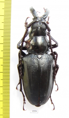 Dorysthenes walkeri  Thailand - INSECTS-STORE.RU