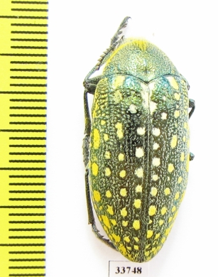 Julodis aequinoctialis ssp.  Morocco - INSECTS-STORE.RU