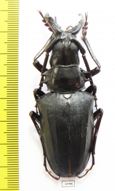 Dorysthenes walkeri  Thailand - INSECTS-STORE.RU