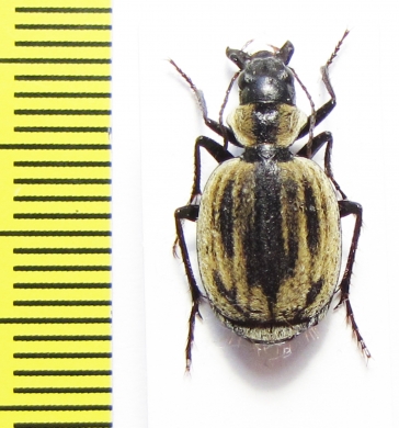 Graphipterus obliteratus obliteratus  Namibia - INSECTS-STORE.RU