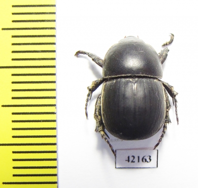 Hyboschema sp., male  South Africa Rep. - INSECTS-STORE.RU