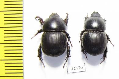 Hyboschema sp., pair  South Africa Rep. - INSECTS-STORE.RU