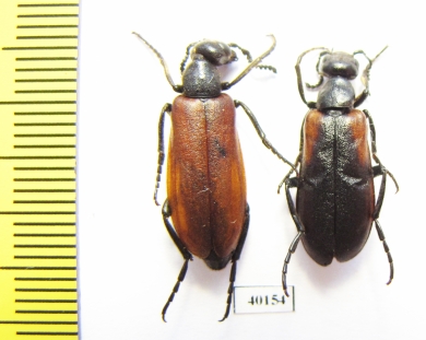 Lydus sp.  Jordan - INSECTS-STORE.RU