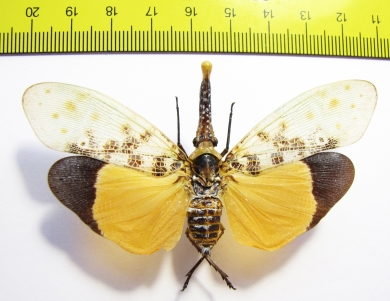 Pyrops astarte  Thailand - INSECTS-STORE.RU