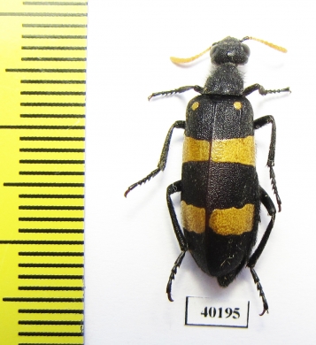 Hycleus duplicatus  Saudi Arabia - INSECTS-STORE.RU