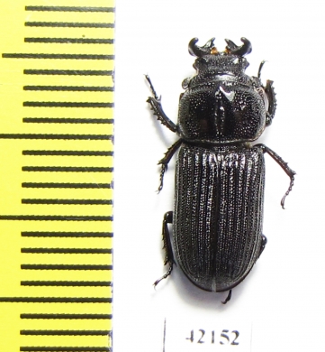 Nigidius sp.  South Africa Rep. - INSECTS-STORE.RU
