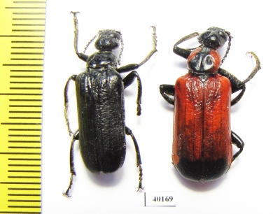 Meloidae sp.  Togo - INSECTS-STORE.RU