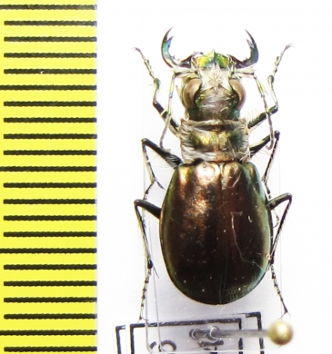 Eurymorpha cyanipes, male  Namibia - INSECTS-STORE.RU