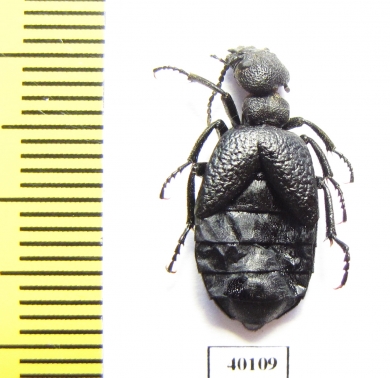 Meloe sp.  Kazakhstan - INSECTS-STORE.RU