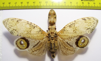 Fulgora lanternaria  Peru 140mm (3000p) - INSECTS-STORE.RU