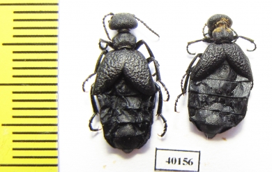 Meloe sp.  Kazakhstan - INSECTS-STORE.RU