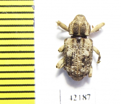 Curculionidae sp.  South Africa Rep. - INSECTS-STORE.RU