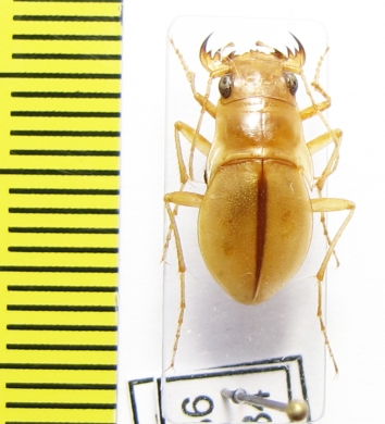 Platychile pallida, female  Namibia - INSECTS-STORE.RU