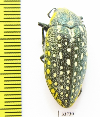 Julodis aequinoctialis ssp.  Morocco - INSECTS-STORE.RU