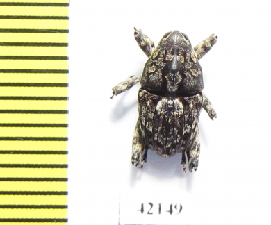 Curculionidae sp.  South Africa Rep. - INSECTS-STORE.RU