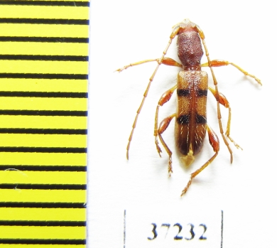 Cerambycidae sp.  South Africa Rep. - INSECTS-STORE.RU