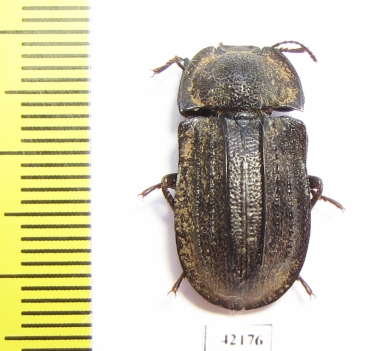 Tenebrionidae sp.  Australia - INSECTS-STORE.RU