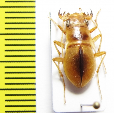 Platychile pallida, female  Namibia - INSECTS-STORE.RU