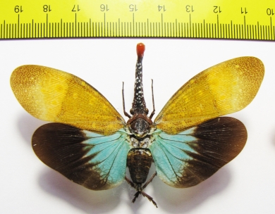 Pyrops pyrorhynchus  Thailand - INSECTS-STORE.RU