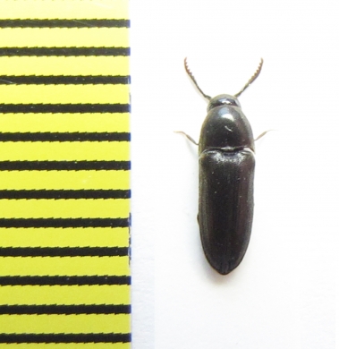 Eucnemis capucina  Belorussia - INSECTS-STORE.RU