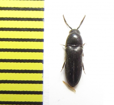 Eucnemis capucina  Belorussia - INSECTS-STORE.RU