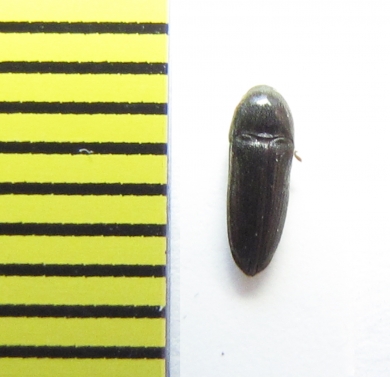 Eucnemis zaitzevi  Belorussia - INSECTS-STORE.RU