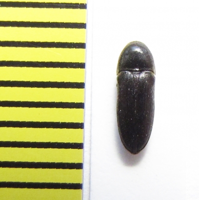 Eucnemis zaitzevi  Belorussia - INSECTS-STORE.RU