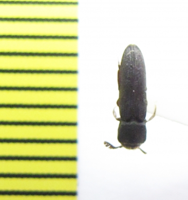 Melasis buprestoides  Belorussia - INSECTS-STORE.RU