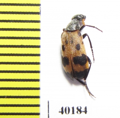 Hycleus arabicus  Saudi Arabia - INSECTS-STORE.RU