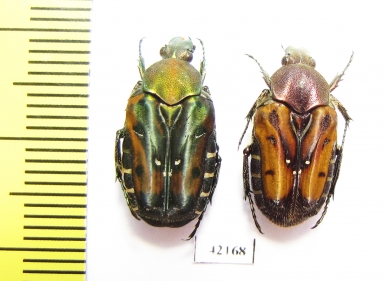 Taeniodera nigricollis viridula, pair  Taiwan - INSECTS-STORE.RU