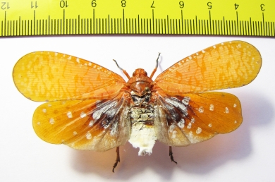 Aphaena sp.  India, Assam - INSECTS-STORE.RU