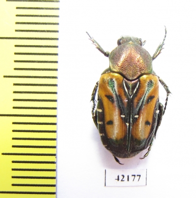 Taeniodera nigricollis viridula  Taiwan - INSECTS-STORE.RU