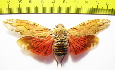 Homoptera sp.  Peru - INSECTS-STORE.RU