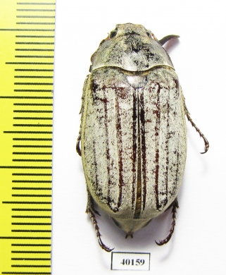 Melolontha furcicauda?  Pakistan - INSECTS-STORE.RU