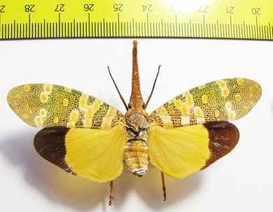 Pyrops candelaria  Thailand - INSECTS-STORE.RU