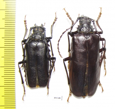 Prionus corpulentus, pair  Pakistan 33/42mm - INSECTS-STORE.RU