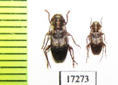 Cerambycidae sp.  New Zealand - INSECTS-STORE.RU