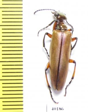 Lytta polita  USA - INSECTS-STORE.RU