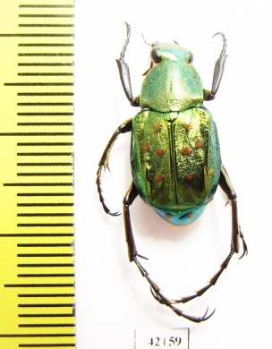 Epitrichius elegans  Taiwan - INSECTS-STORE.RU