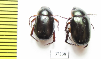 Rutelinae sp.  South Africa Rep. - INSECTS-STORE.RU