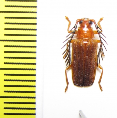 Rhachicolus christatus, male  Venezuela - INSECTS-STORE.RU